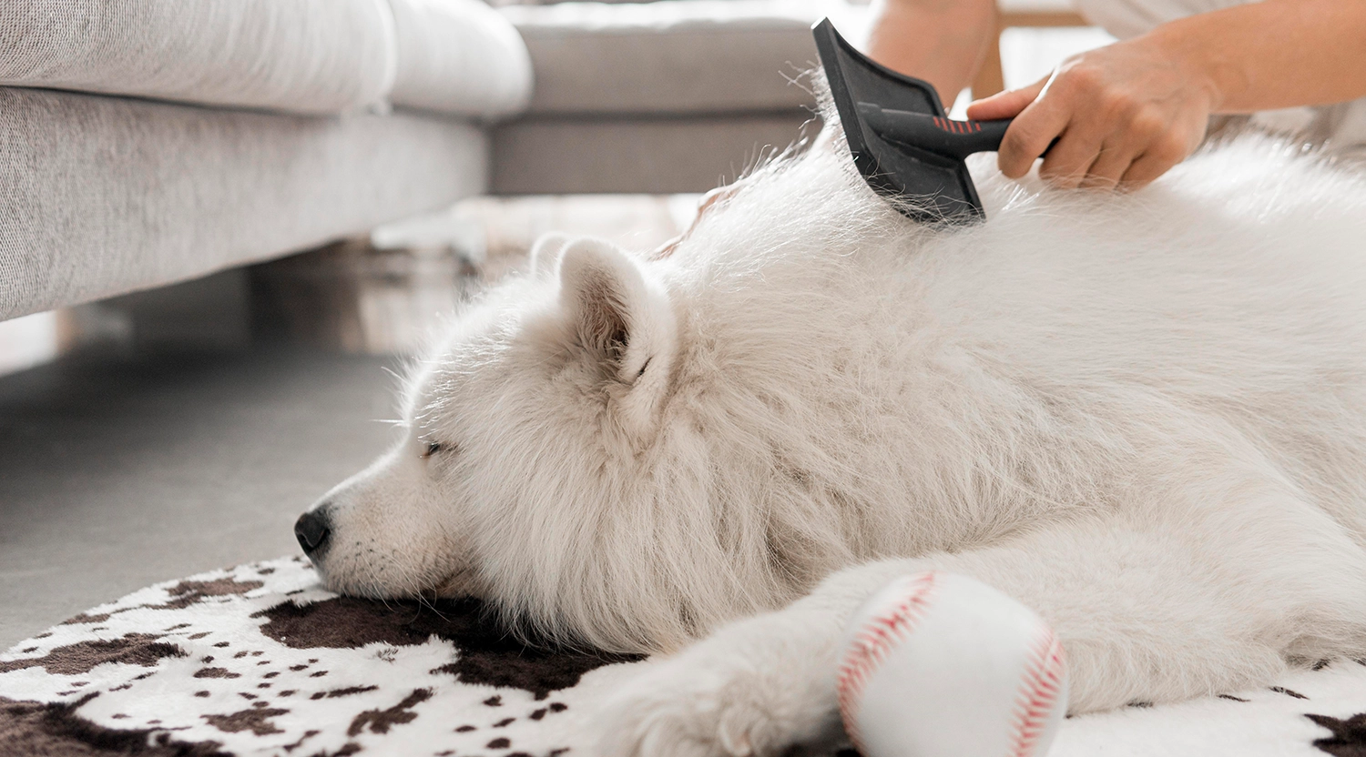 Großer fluffiger Hund wird gebürstet