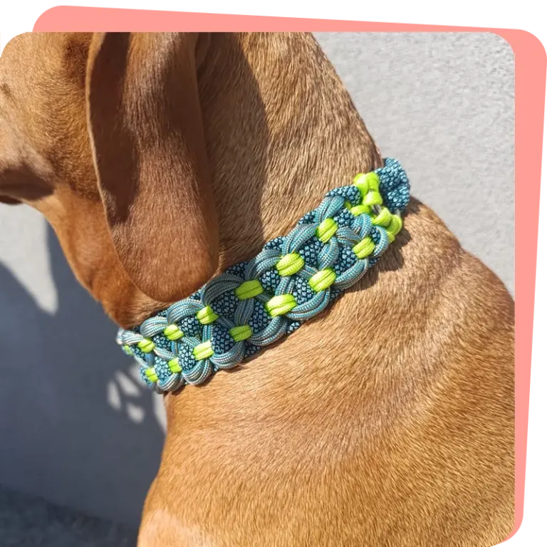 Hund trägt grün blaus Paracord Halsband