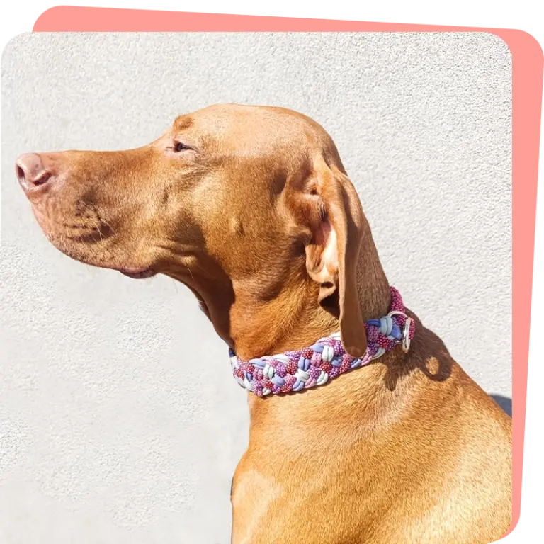 Hund trägt rosa Paracord Halsband