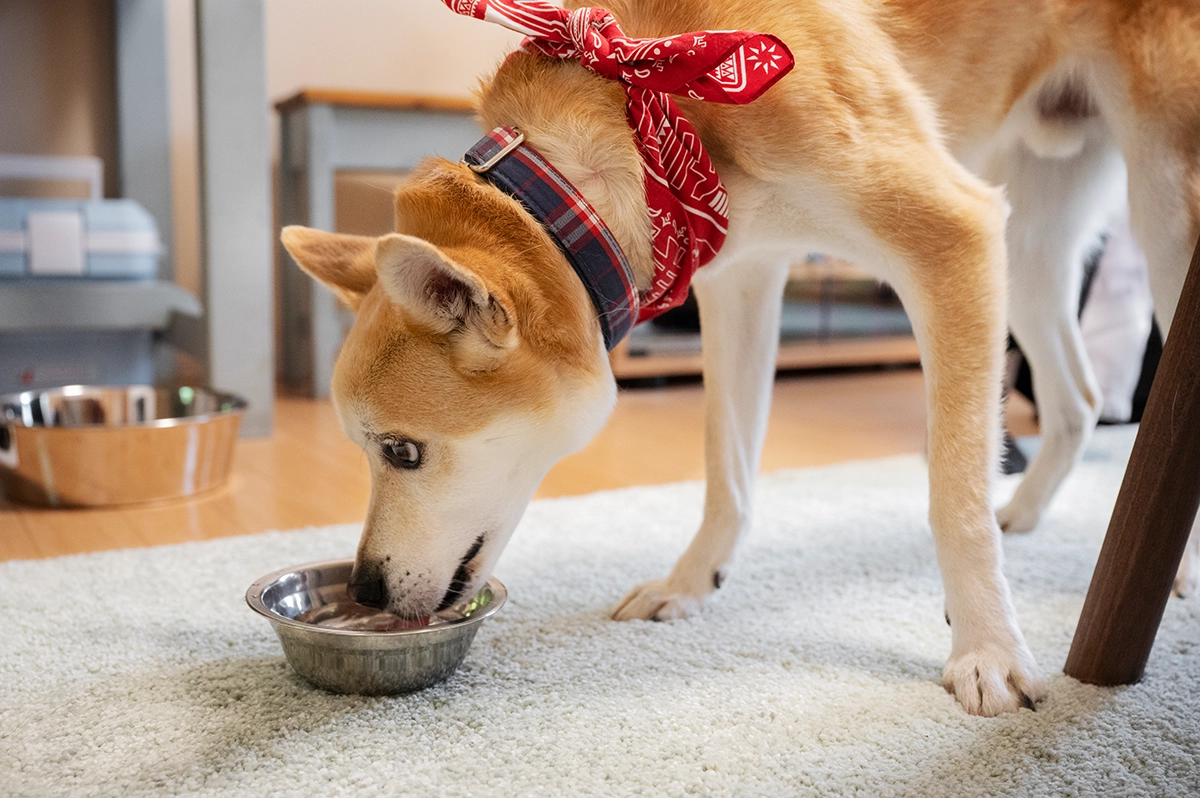 Shiba Inu frisst Hundefutter